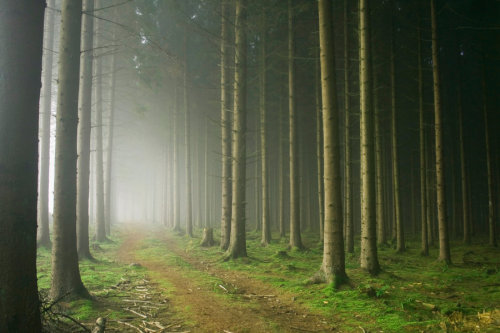 raslukasmistymoods: Misty Woods by ~Loiissipoff