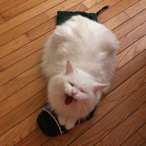 shackwackycatlady:Guess who got catnip in his stocking?