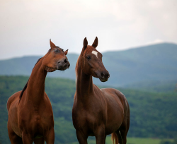 equine-ess:  e-q-u-i-t-a-t-e:  cARL THERE’S A SPIDER ON YOUR NECK  HAHAHAHAH 