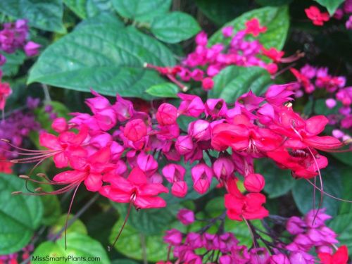 clerodendrum speciosum