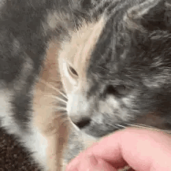 Cats Giving And Receiving Affection Stimboard | Brown, Beige, Grey, Black, White 