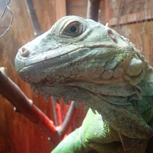 iguana