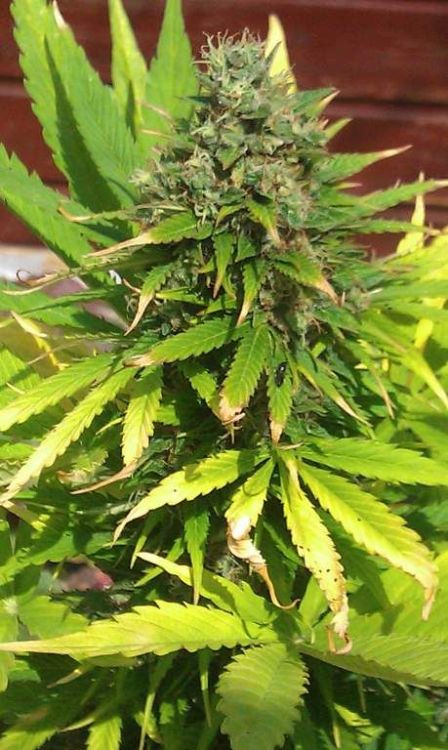 pittl:  Check Out The Pinterest of POT http://pittl.net/420-009
