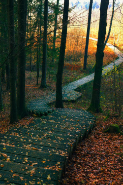 plasmatics-life:  A path through the swamp ~ By Debesuotas