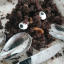 pluberry