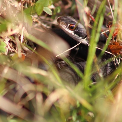 Southern Black Racer (Coluber constrictor priapus) #herping #florida #nature #wildlife #fieldherping