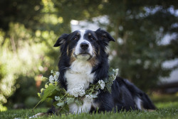 murmeldjur:  I made Sheila a flower collar and it was fun for about 15 minutes then we took it of. 