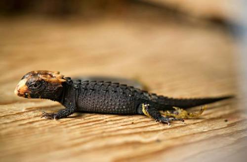 rhamphotheca:  Awesome Baby Skink Hatches at Fort Wayne Children’s Zoo The Fort Wayne Children’s Zoo welcomed a new addition on February 10 – a two-inch-long Crocodile Skink (Tribolonotus gracilis). It’s the first time this lizard species has