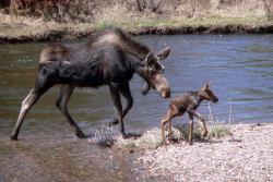 Americasgreatoutdoors:  Your Daily Dose Of Cute! A Mama Moose Helps Her Baby Cross