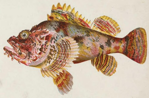 An illustration of a Hawaiian Nohu fish (also known as a scorpionfish) from David Starr Jordan and B