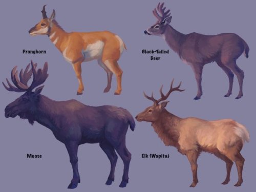 Some Pacific Northwest ‘deer’ types