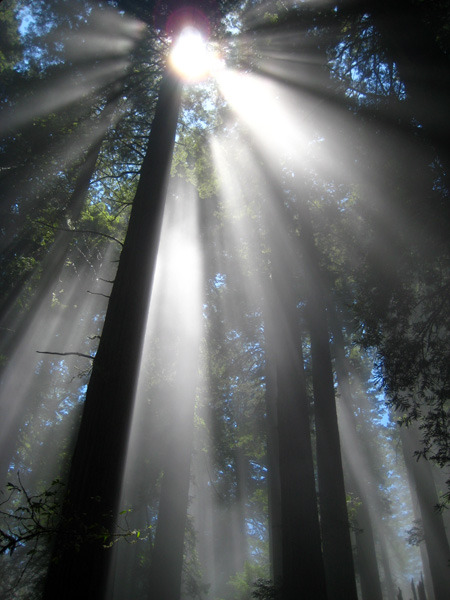 Mist, Redwoods, North California