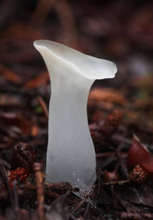 Toothed Jelly Fungus - Pseudohydnum gelatinosum