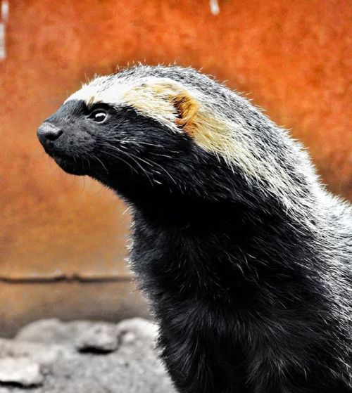 The Lesser Grison (Galictis Cuja) Is A Species Of Mustelid From South America. Lesser Grisons Have A