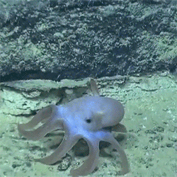huffingtonpost:This ‘Dumbo’ octopus proves deep sea creatures aren’t always creepy.See the adorable 