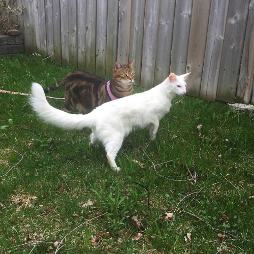 raejin99:pangur-and-grim:Grim’s harness training is going well! after pawing at the screen door for 