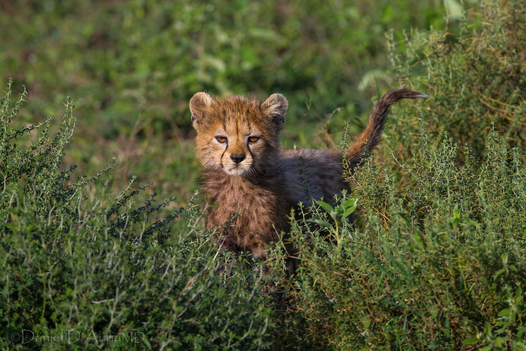 llbwwb:  She’s got the look!  5486 (by Dr DAD (Daniel A D’Auria MD))