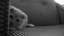 babyanimalposts:  feeling down? you need this baby animal blog in your life!