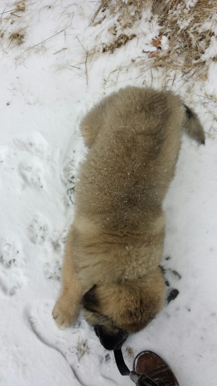 little-bear-dog:  Snow Day!!