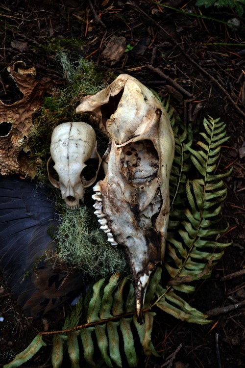 Forest Witch Stitch