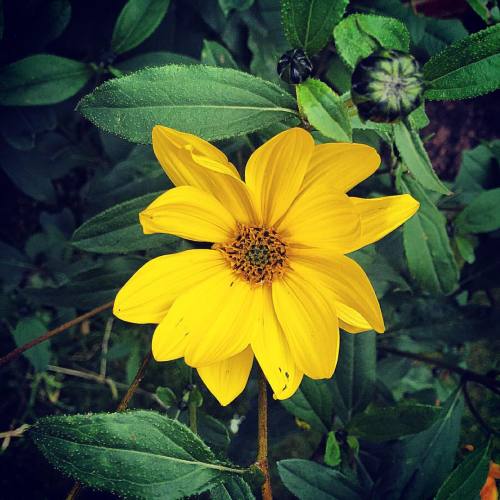 Garden flower #inglebybarwick #flower #mygarden #teesside #englishsummer (at Ingleby Barwick)