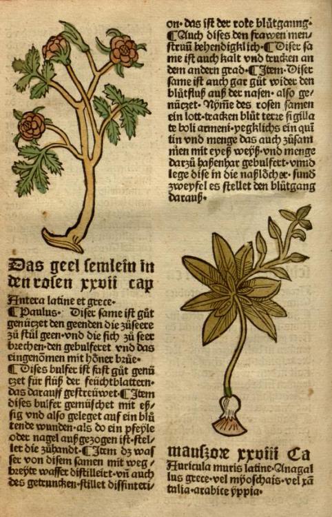 heaveninawildflower:Page from ‘Gart der Gesundheit.’ (1487).Missouri Botanical Garden archive.org