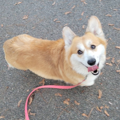 knivesthecorgi: Ready for the weekend! Look at this happy lady tho, every day is a low key weekend r