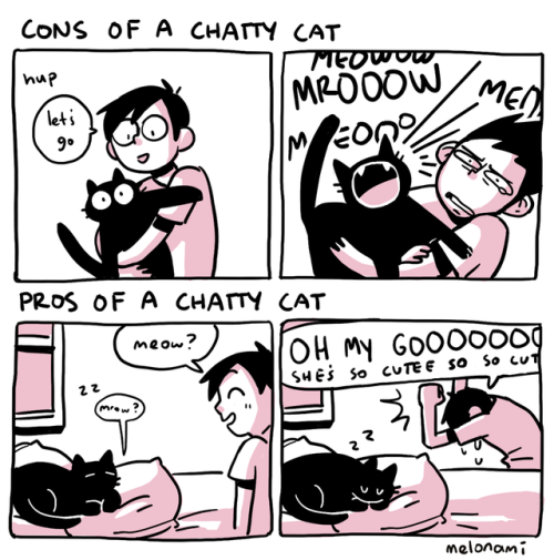 Sex melonami: the duality of cat pictures