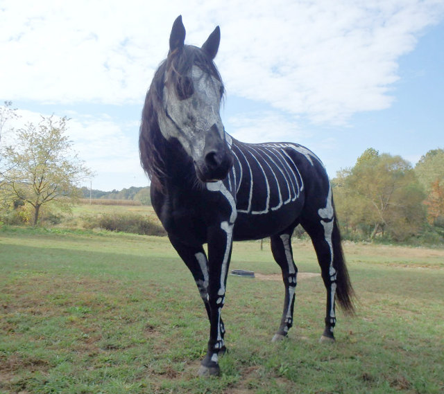 odetojebby:  rainyapparitions:  go home this wins Halloween  horses joining the clique 