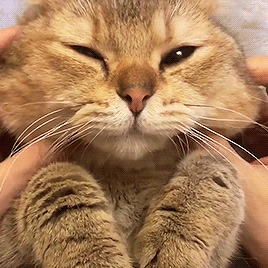 kitticaturday - Kitty Caturday