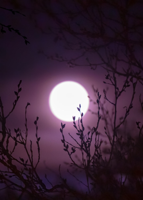The Full Pink Moon (April 19, 2019) by Milamai