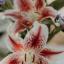 lillies-babbie