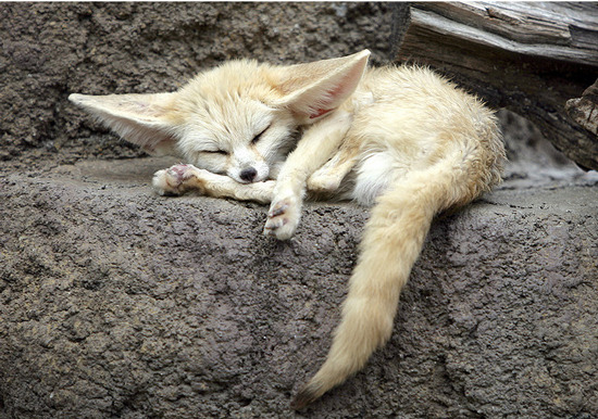 dynastylnoire:  s0ulonfire:  still crying over foxes over here  pokemon are real