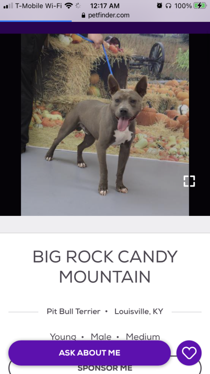 petfinder-names:Big Rock Candy Mountainhttps://www.petfinder.com/dog/big-rock-candy-mountain-5005477