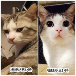 twinleaves:  Twitter / udama1212: 同一猫です。繰り返します。同一猫です。