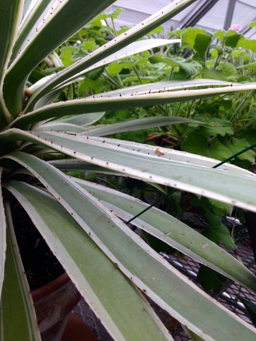 4.18.16 - A beautiful agave (and it’s spiky leaves)!