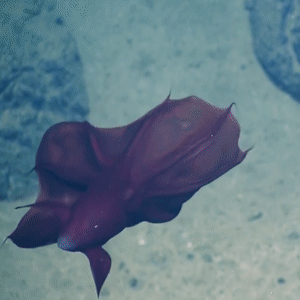 Ocean Creatures Leftovers