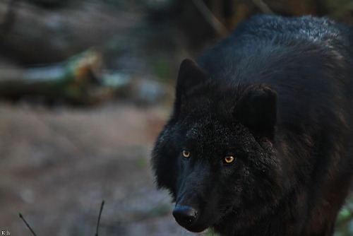 black wolf