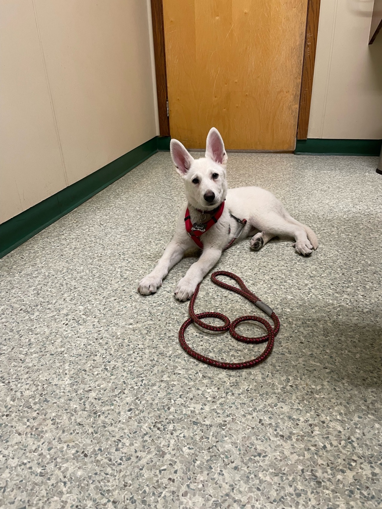 Sweet little Astrid had her first visit to the vet today, she was scared but the