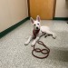 Sweet little Astrid had her first visit to the vet today, she was scared but the