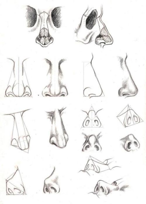 anatoref:Anatomy of the NoseTop ImageRow 2: Left, Middle, RightRow 3Row 4Row 5: Left, RightRow 6Bott