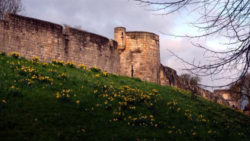 The Walls have Daffodils. York. England.