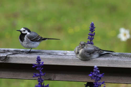 White wagtail/sädesärla. 