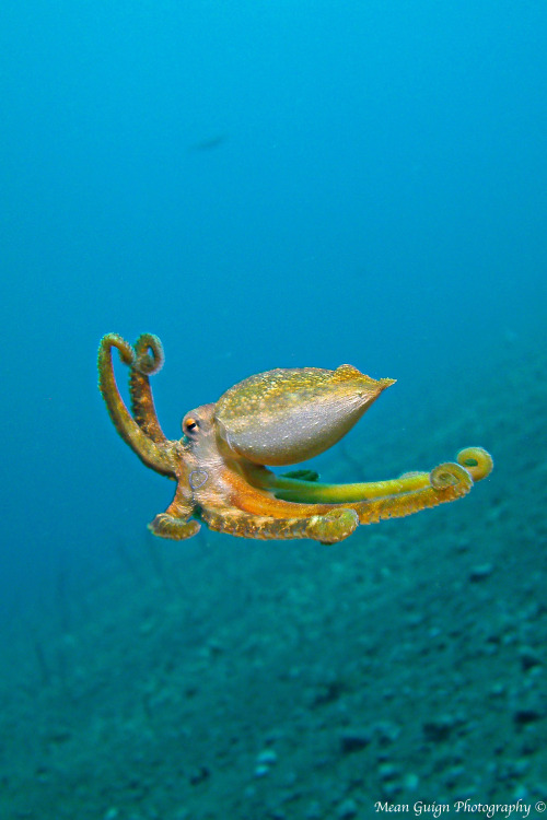 mean-guign-photography:Mototi Octopus (Amphioctopus siamensis) - Dauin, Philippinesno octopus were t