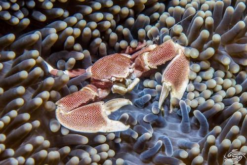 lovingexotics: Spotted Porcelain Crab Neopetrolisthes maculatus Source: Here