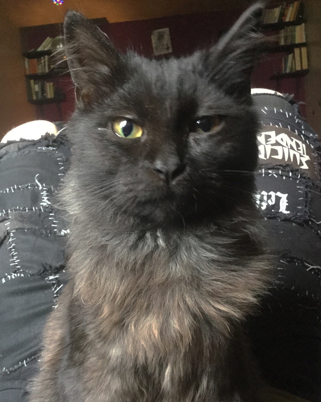 sludgelung:  captain brexit smudgebeard is contemplating life and the ancient art