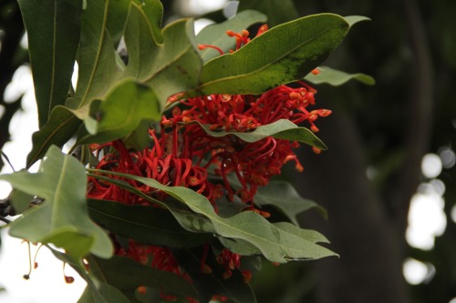 2.5.17 - Stenocarpus sinuatus - the &ldquo;firewheel&rdquo; tree! One of my favorite discoveries of 