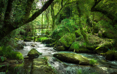 outdoors-photography:  Moss Covered Bridge and Stream