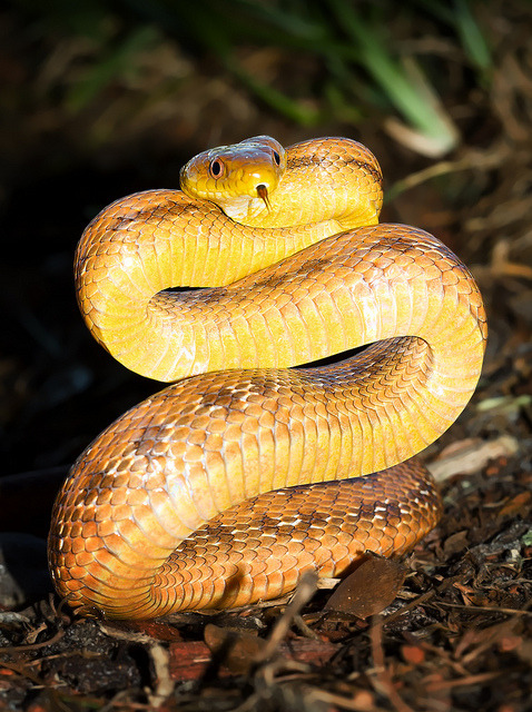 libutron:
“ Yellow rat snake
Yellow rat snake is the common name given to the North American rat snake subspecies Pantherophis obsoletus quadrivittata (formerly Elaphe obsoleta quadrivittata), whose distribution goes from the vicinity of Cape...