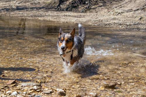 emmathebean:teslacardi:  Yesterday miss emmathebean and I went hiking and swimming at a nature preserve.  We got super muddy and were able to clean off in the creeks!  Super thankful that emma’s mom took pictures of me!  Hope we can do it again but